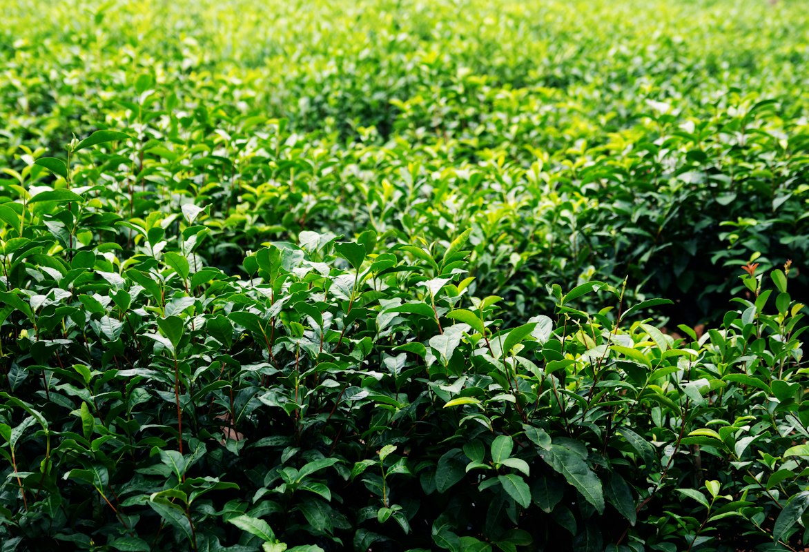 Premium tea heritage
